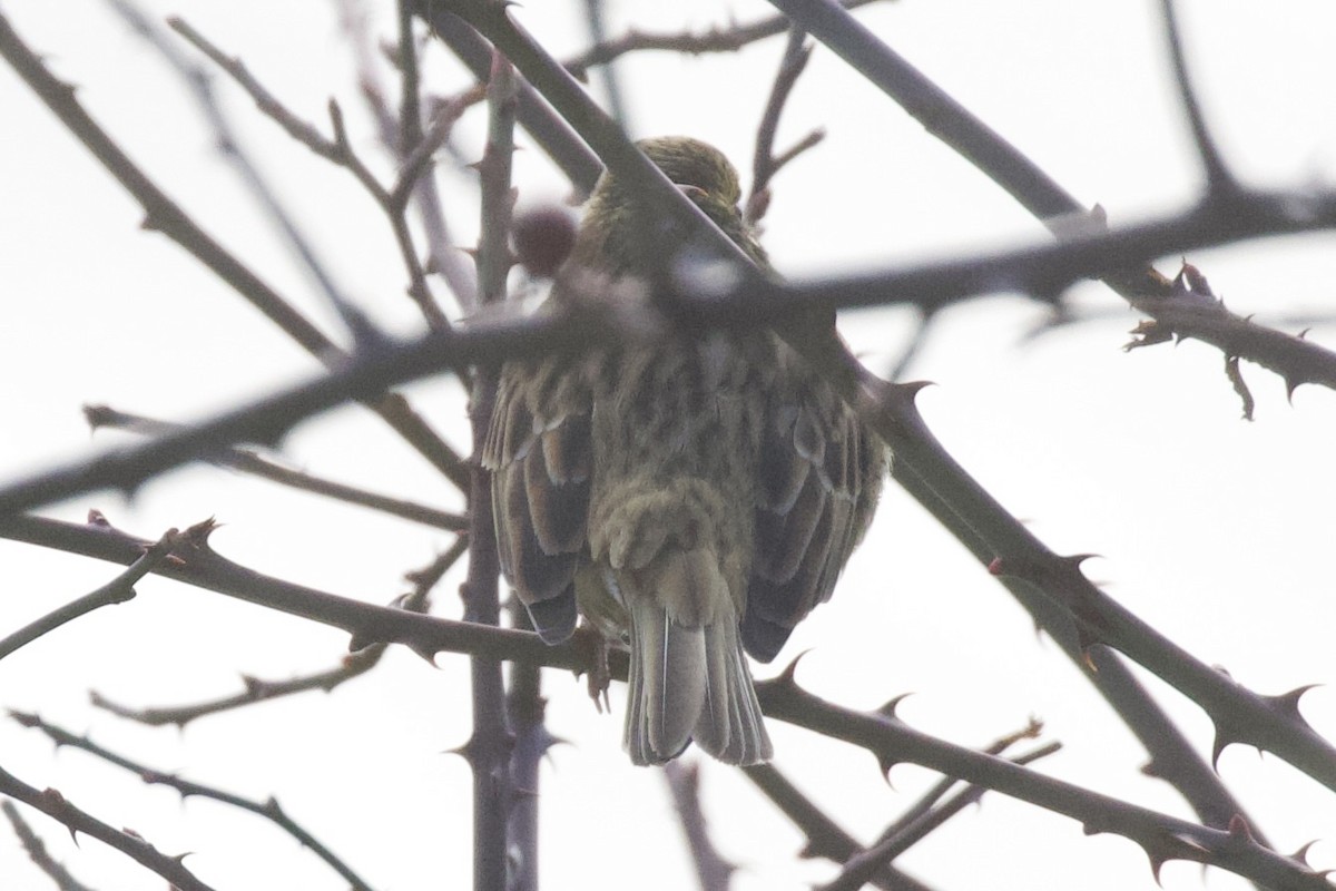 גיבתון משוכות - ML650312782