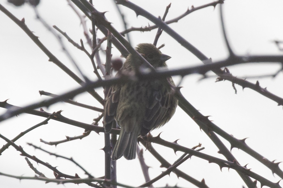 גיבתון משוכות - ML650312783
