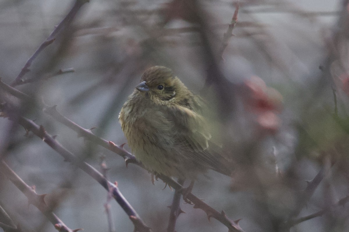 גיבתון משוכות - ML650312784
