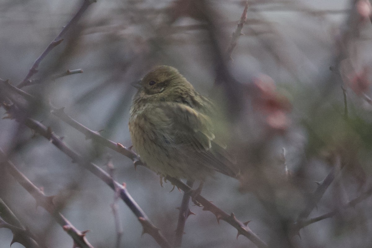 גיבתון משוכות - ML650312785