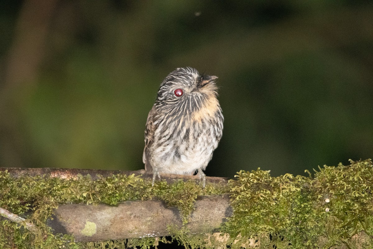 Black-streaked Puffbird - ML650312868