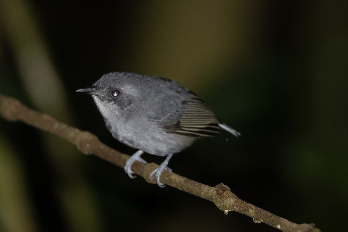 Plain Antvireo - ML650312875