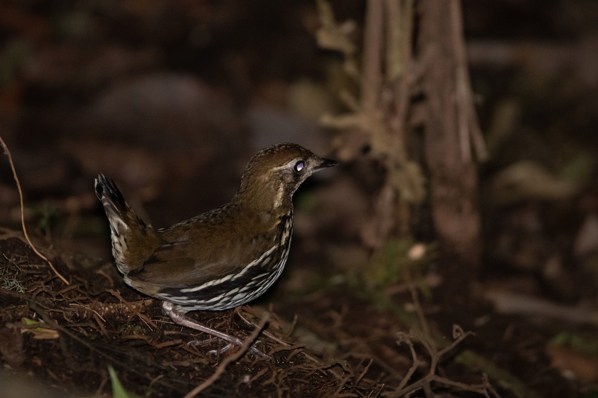 Short-tailed Antthrush - ML650312885