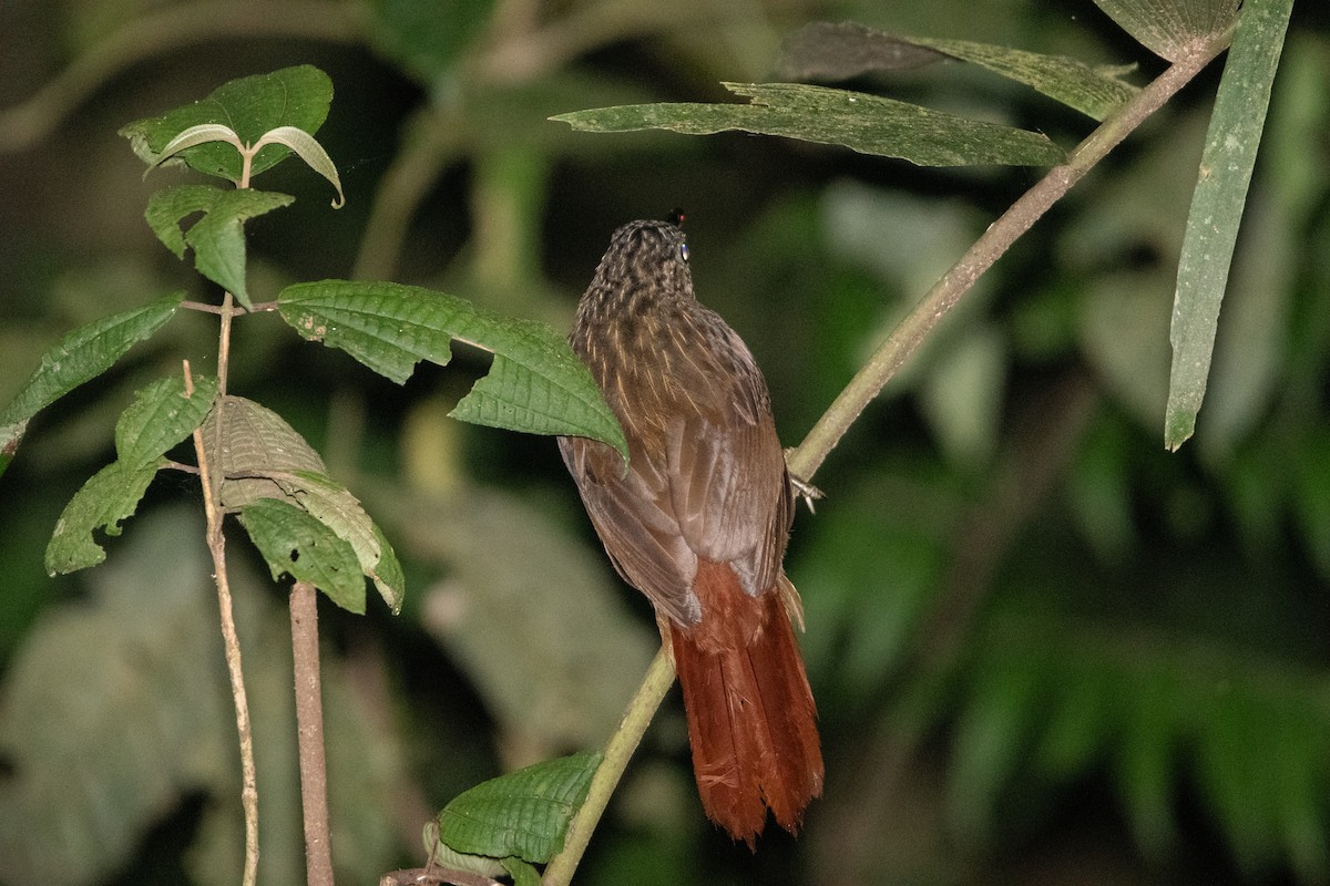Black-billed Treehunter - ML650312943