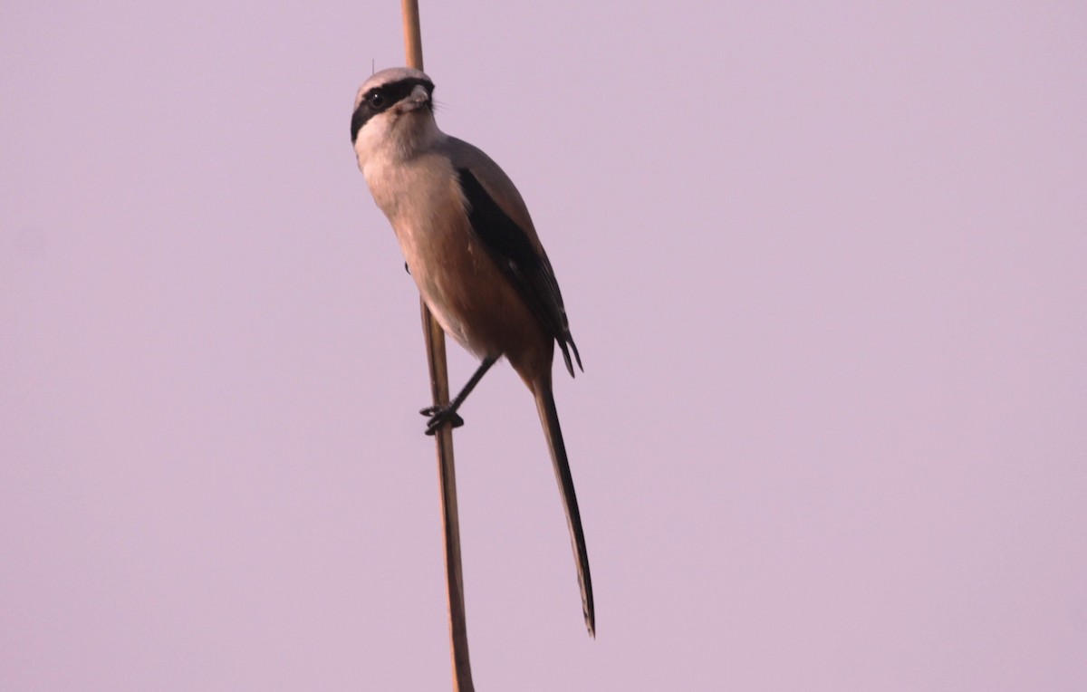 Long-tailed Shrike - ML650312947