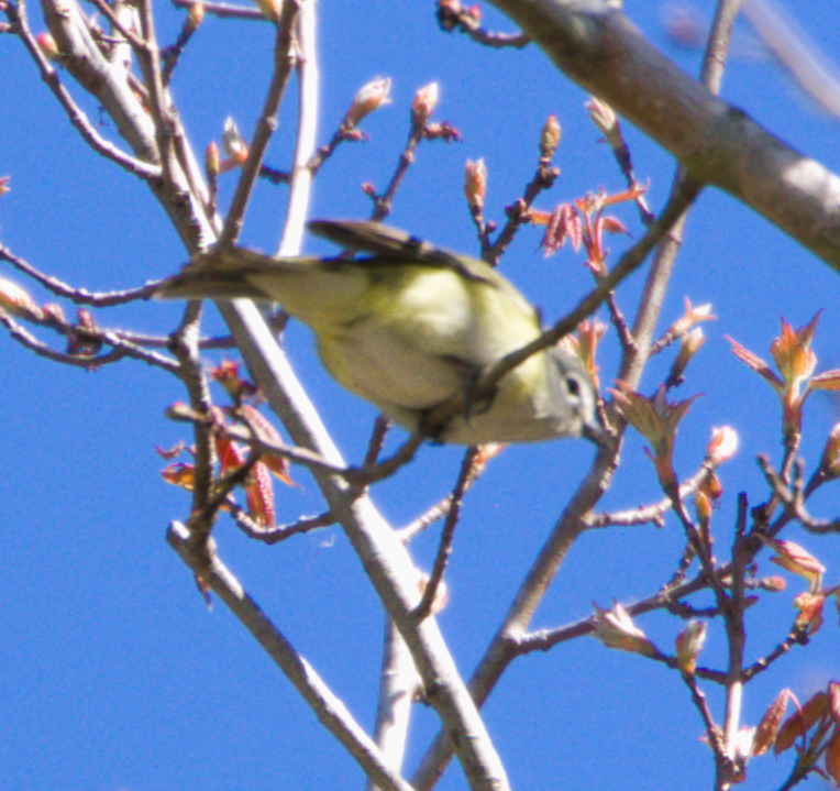 Blue-headed Vireo - ML650312990