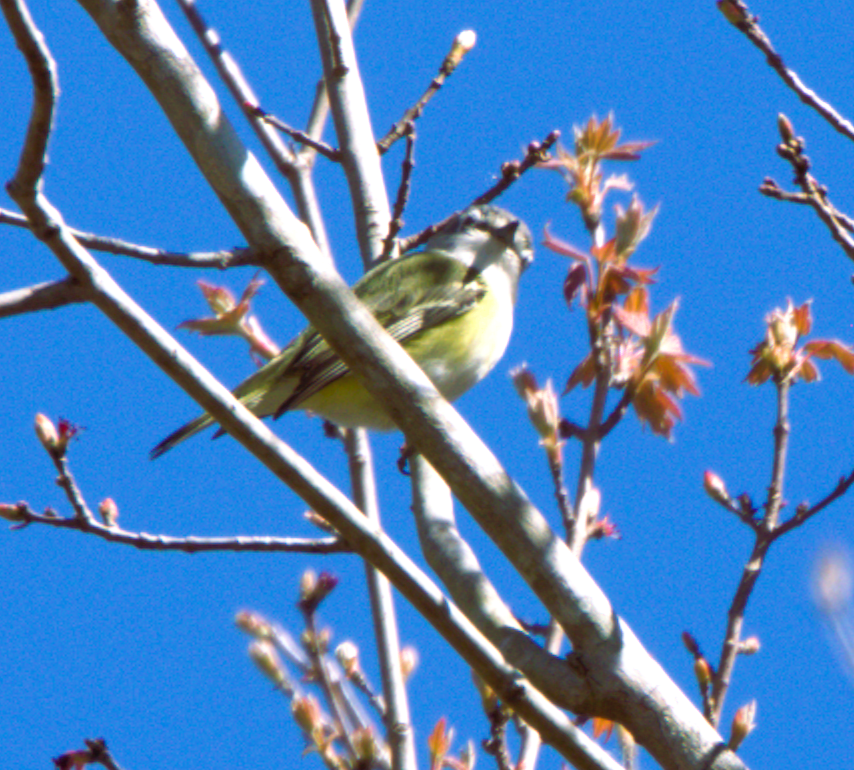Blue-headed Vireo - ML650312991