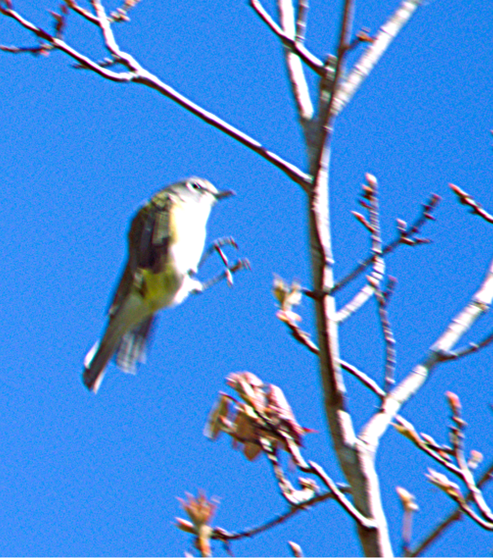 Blue-headed Vireo - ML650312992