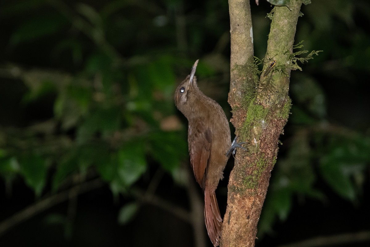 Plain-brown Woodcreeper - ML650313090