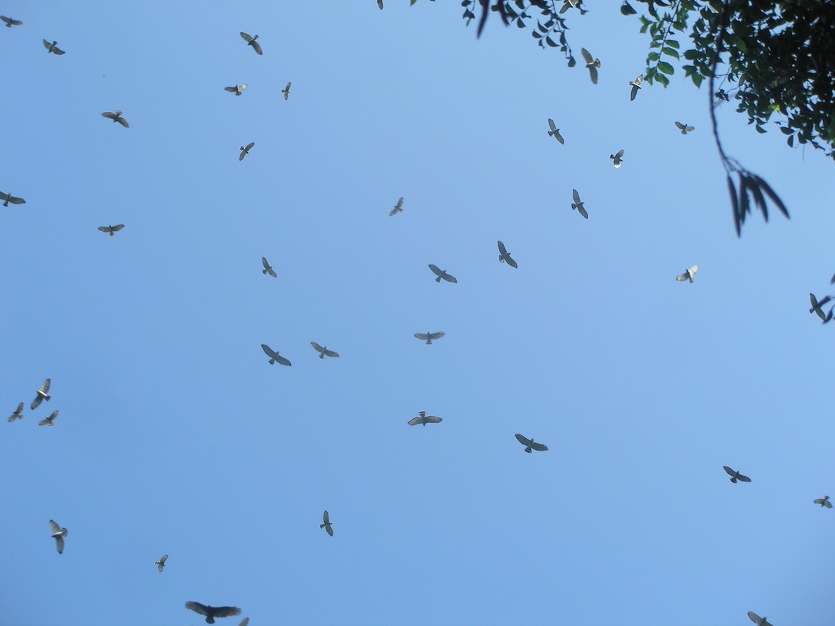 Ширококрылый канюк (platypterus) - ML650313595