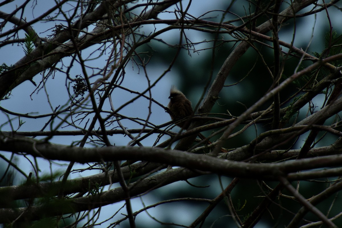 Coliou rayé - ML650314001