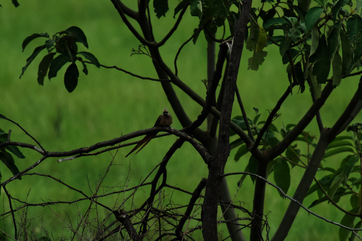 Coliou rayé - ML650314002