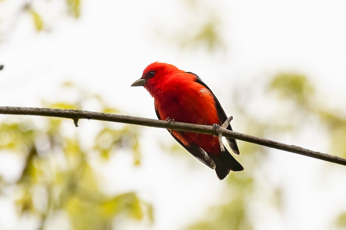 Scarlet Tanager - ML650314138