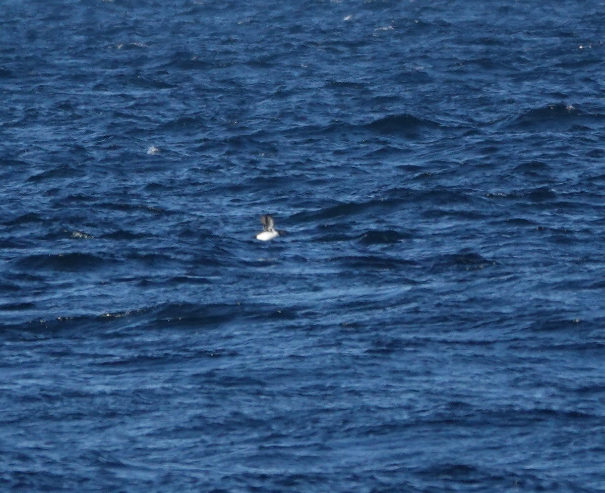 Arao de Brünnich - ML650314147