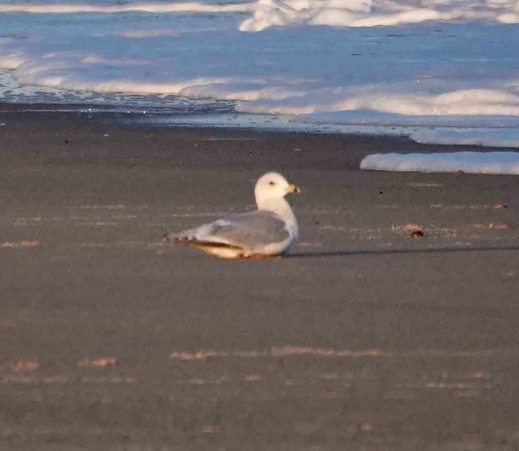 Gaviota Groenlandesa (Esquimal/de Kumlien) - ML650314165