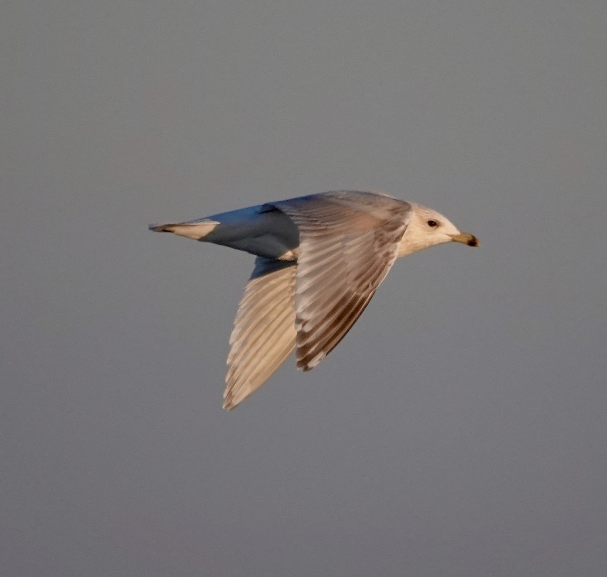 Gaviota Groenlandesa (Esquimal/de Kumlien) - ML650314167