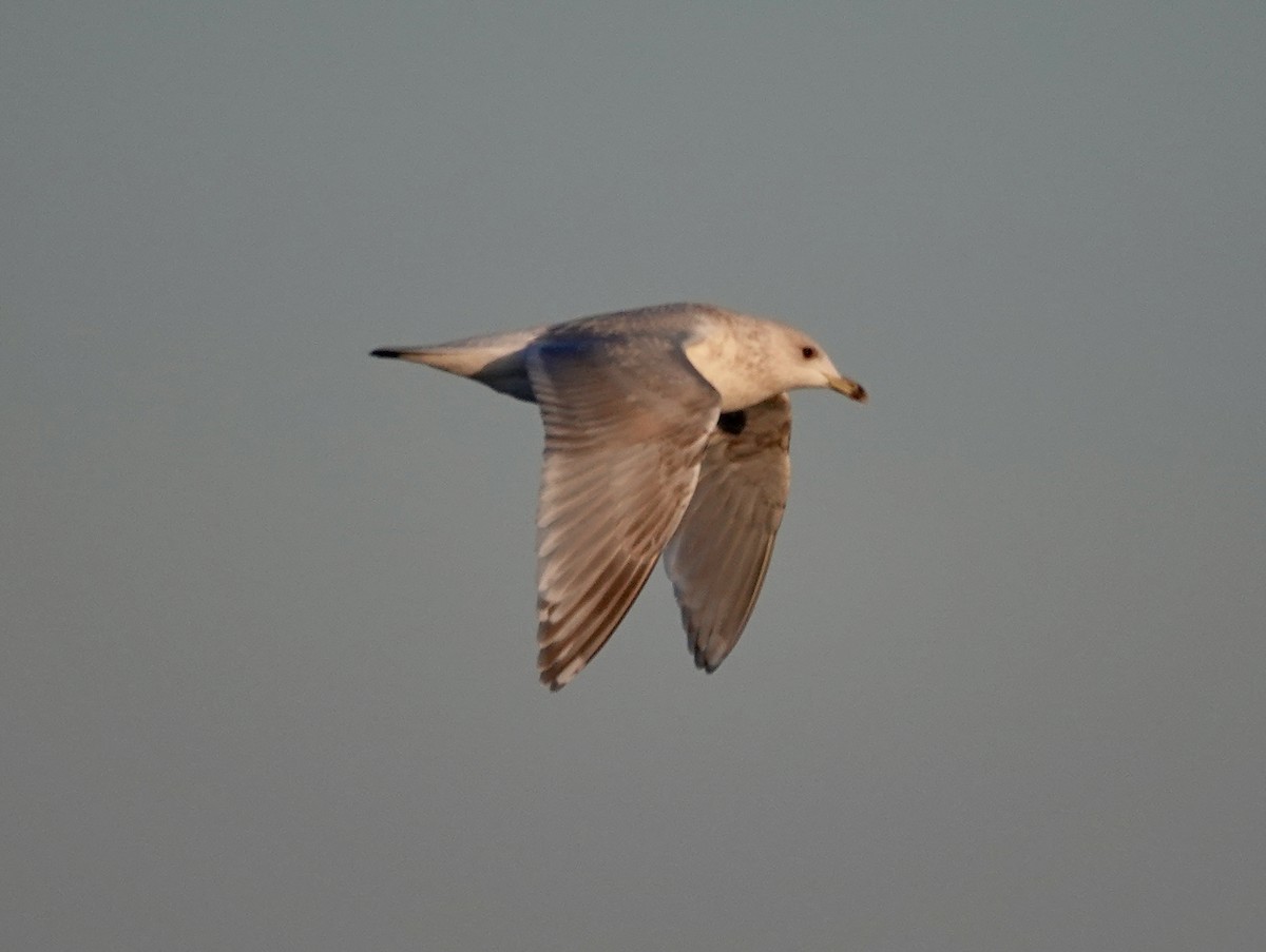 Gaviota Groenlandesa (Esquimal/de Kumlien) - ML650314168