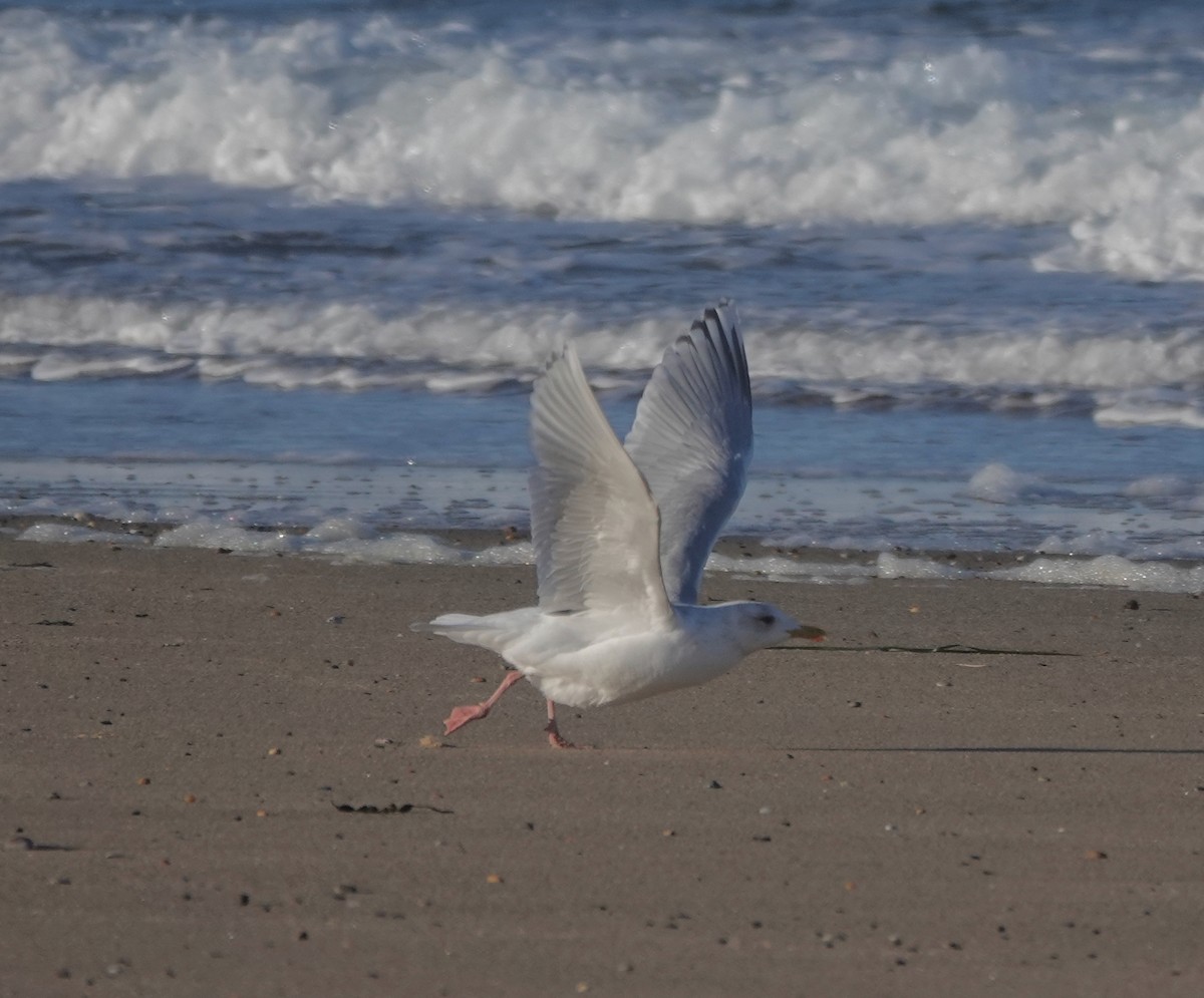 Gaviota Groenlandesa (Esquimal/de Kumlien) - ML650314169