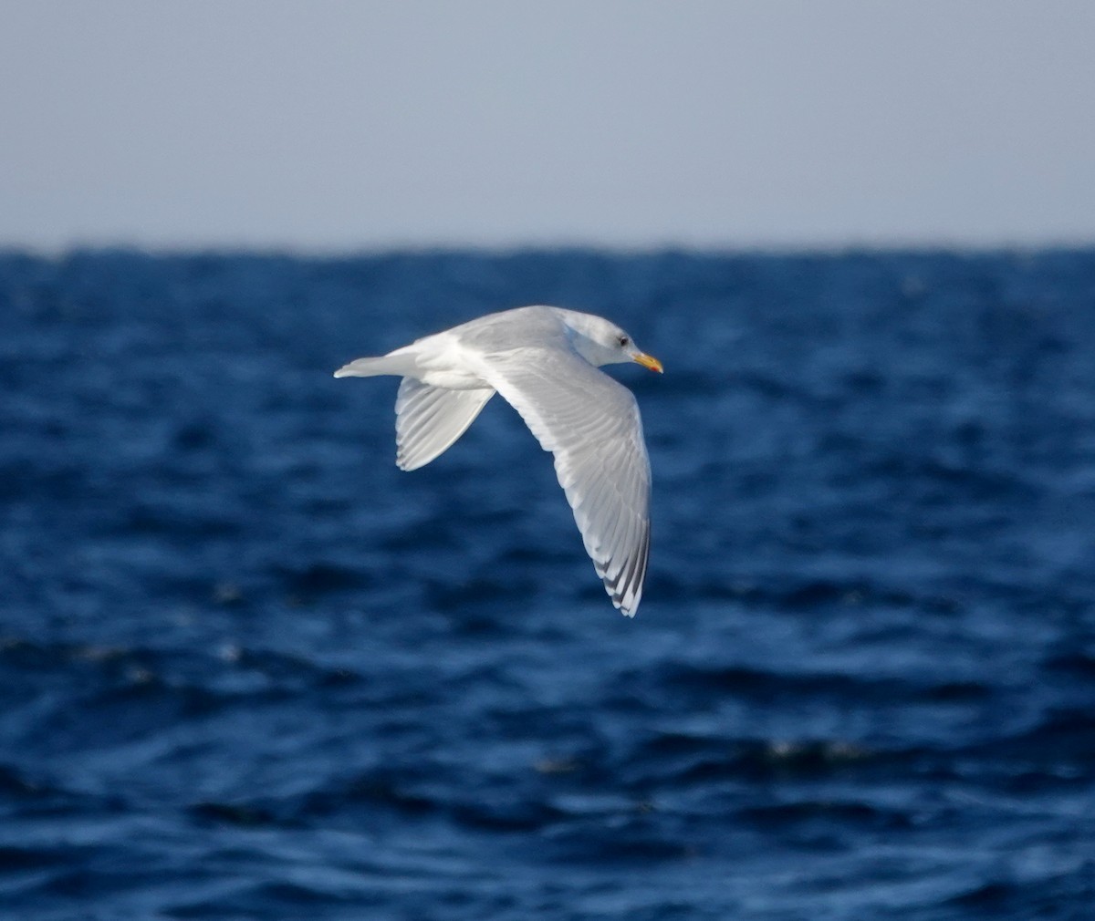 Gaviota Groenlandesa (Esquimal/de Kumlien) - ML650314170
