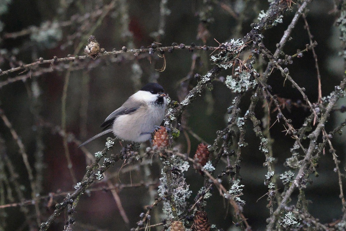 Cincia alpestre - ML650314429