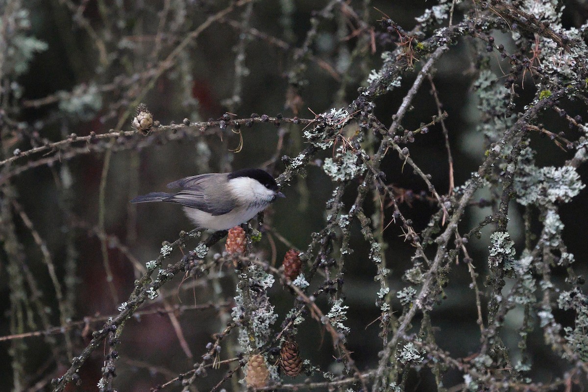 Cincia alpestre - ML650314432