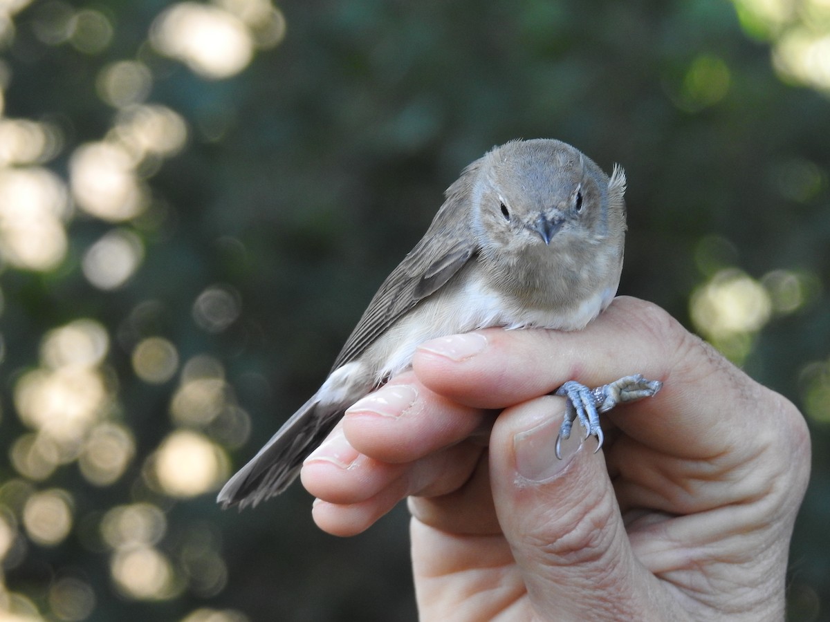 Garden Warbler - ML650314472