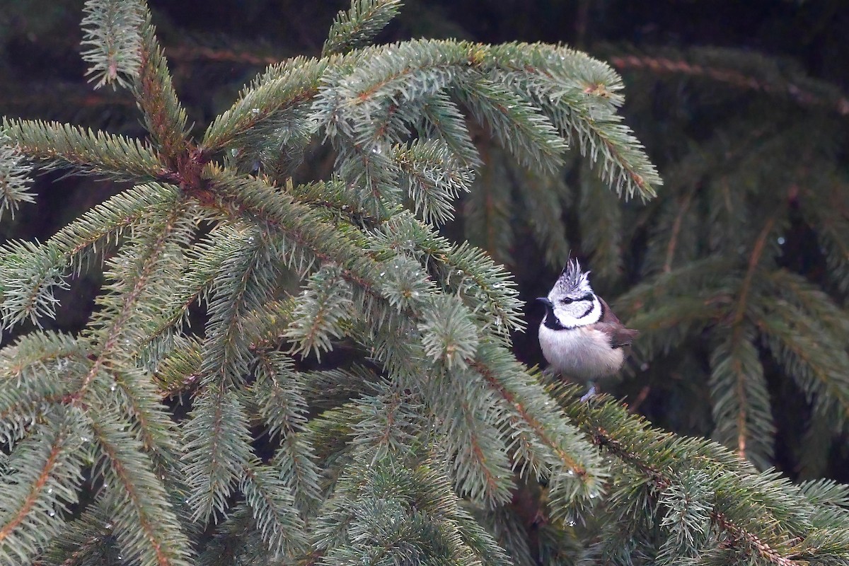 Cincia dal ciuffo - ML650314484