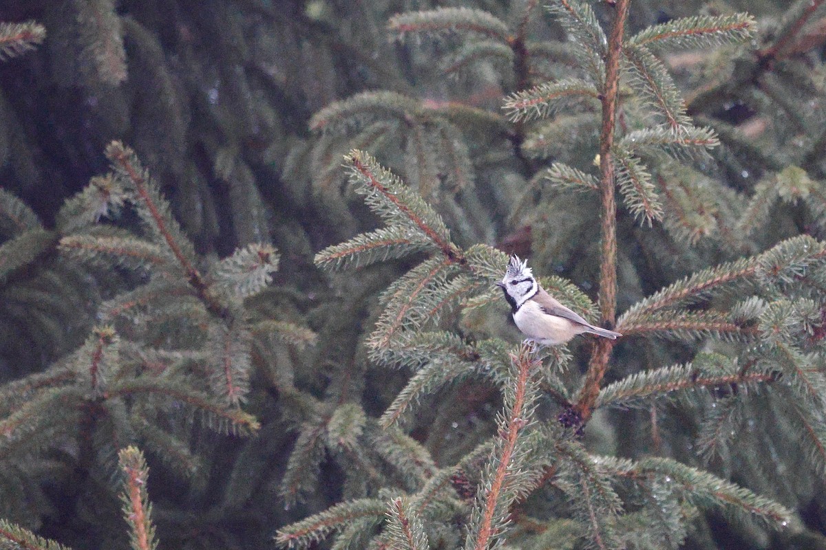 Cincia dal ciuffo - ML650314485