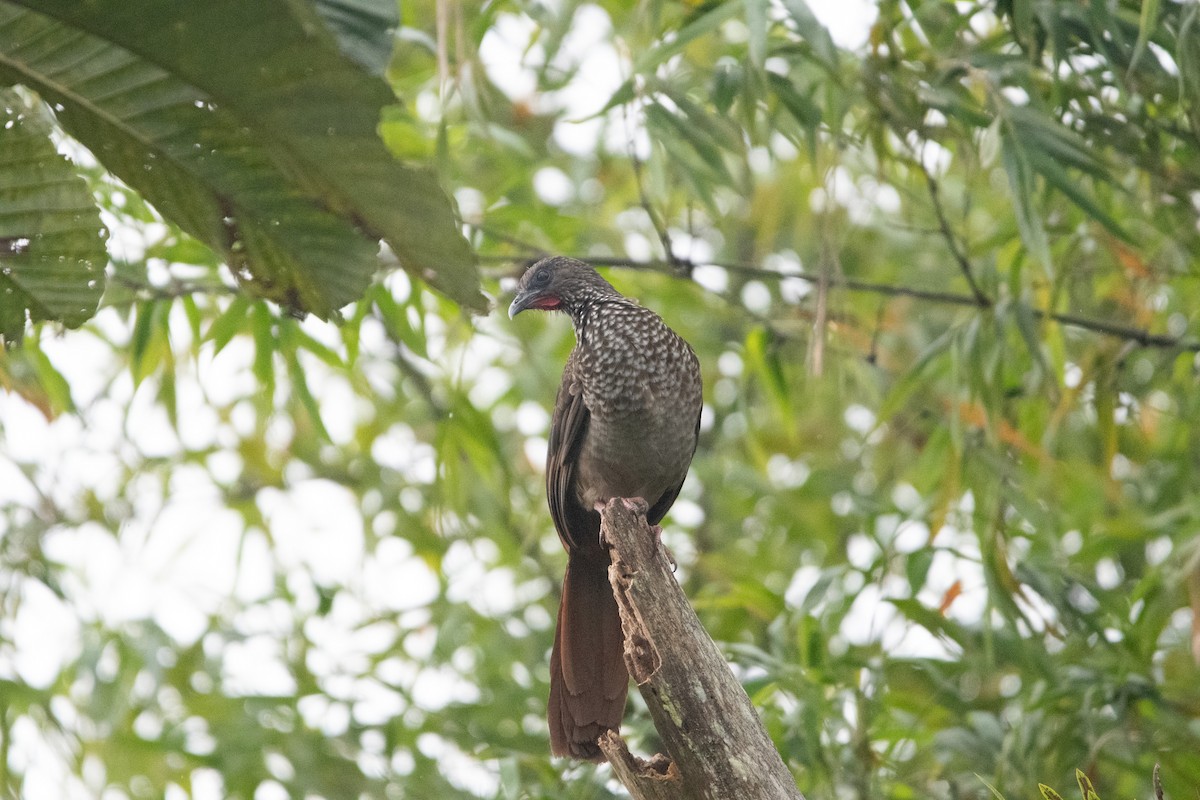 Speckled Chachalaca - ML650314500