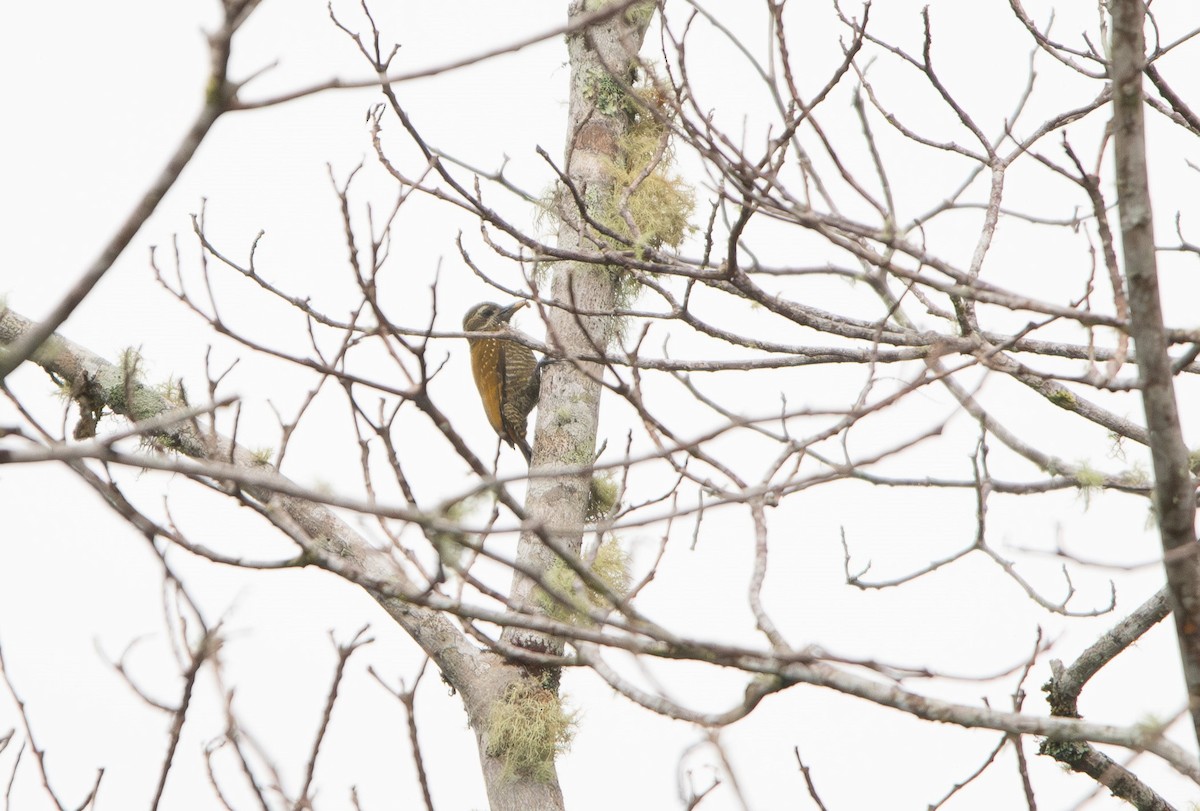 Little Woodpecker - ML650314506