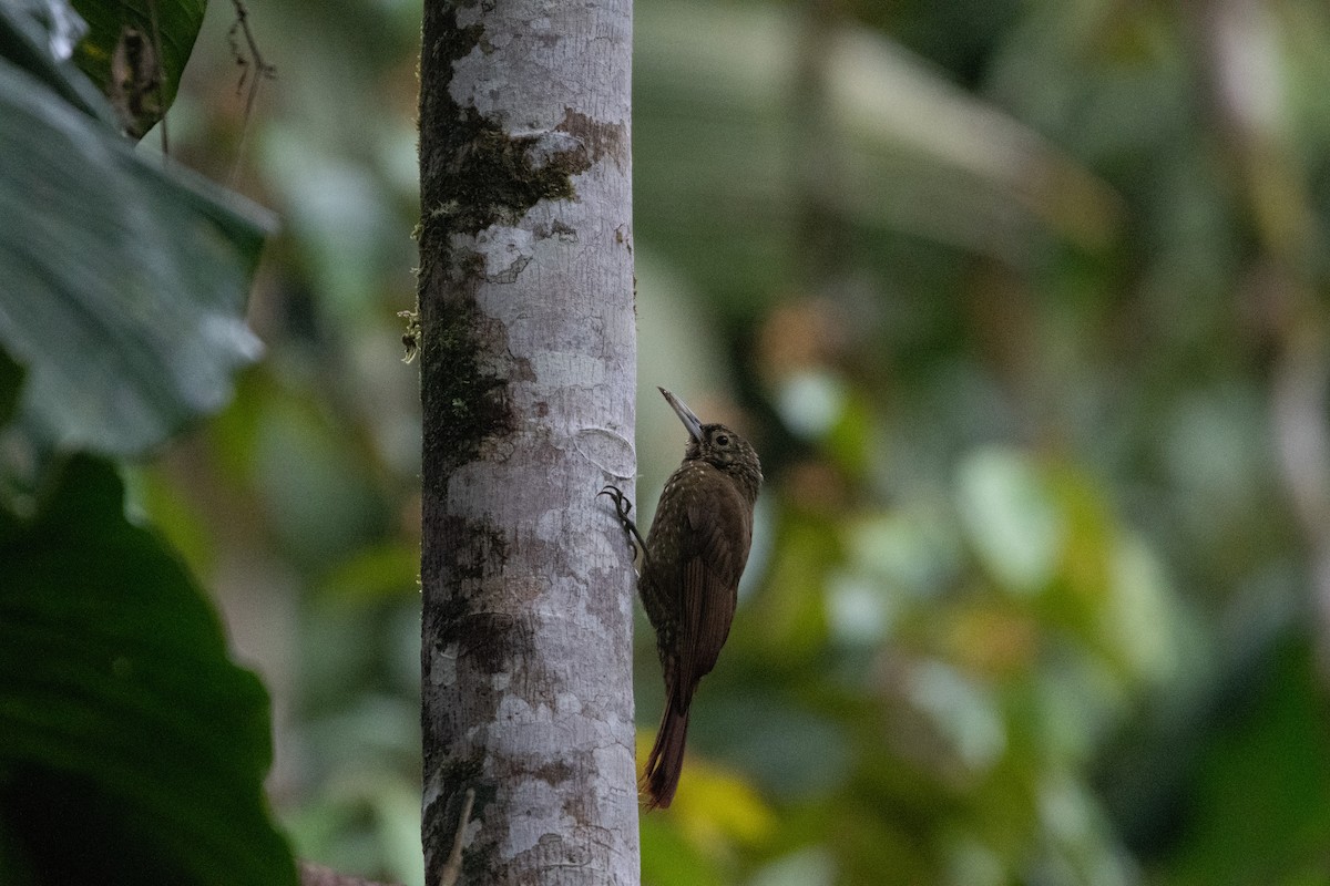 Olive-backed Woodcreeper - ML650314515