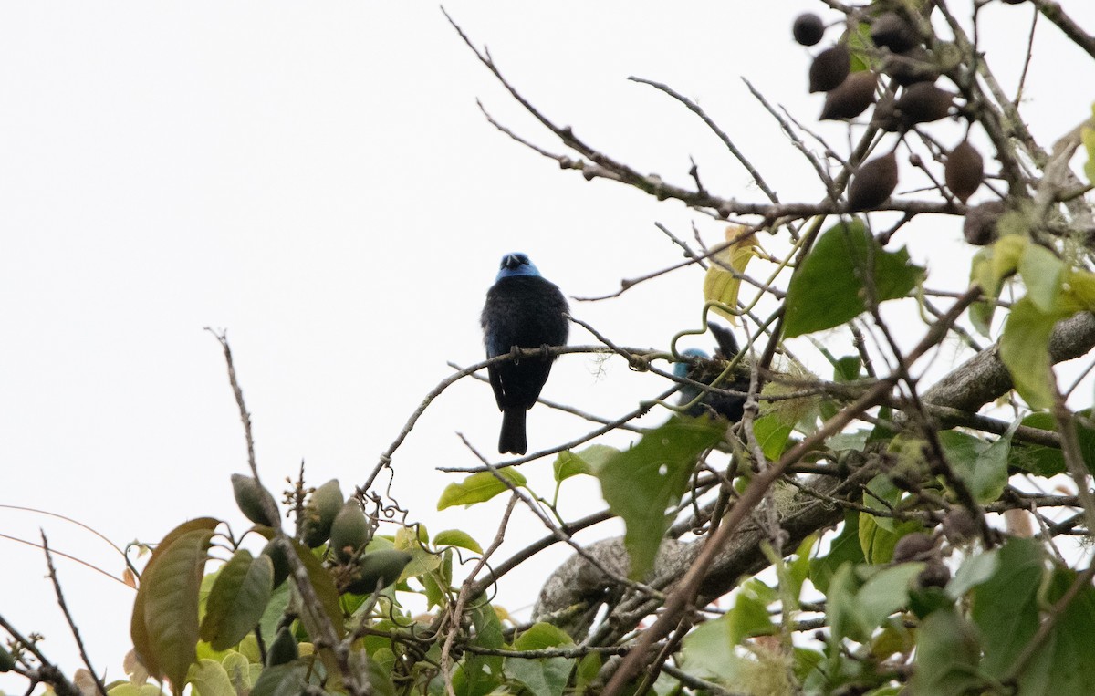 Blue-necked Tanager - ML650314534