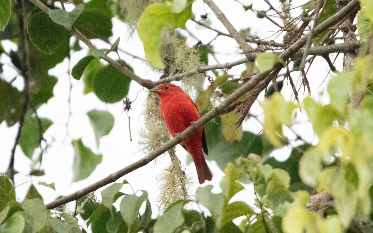Summer Tanager - ML650314535