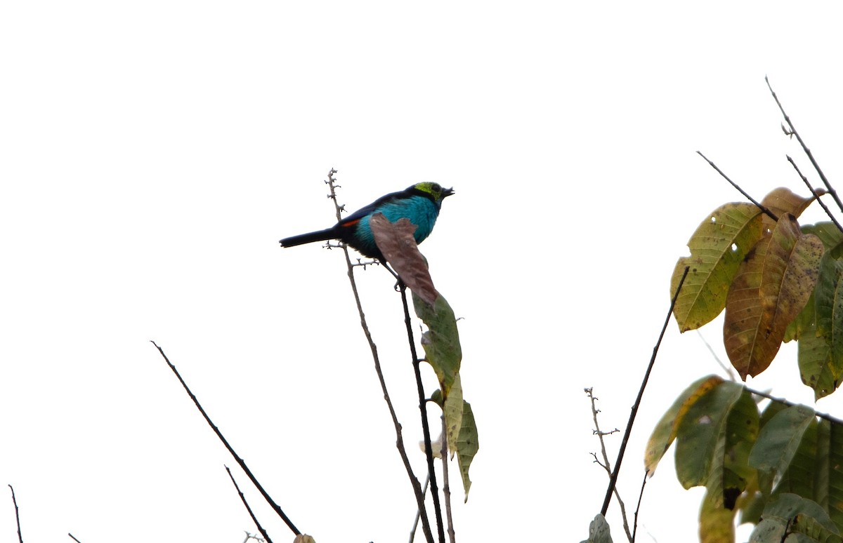 Paradise Tanager - ML650314543