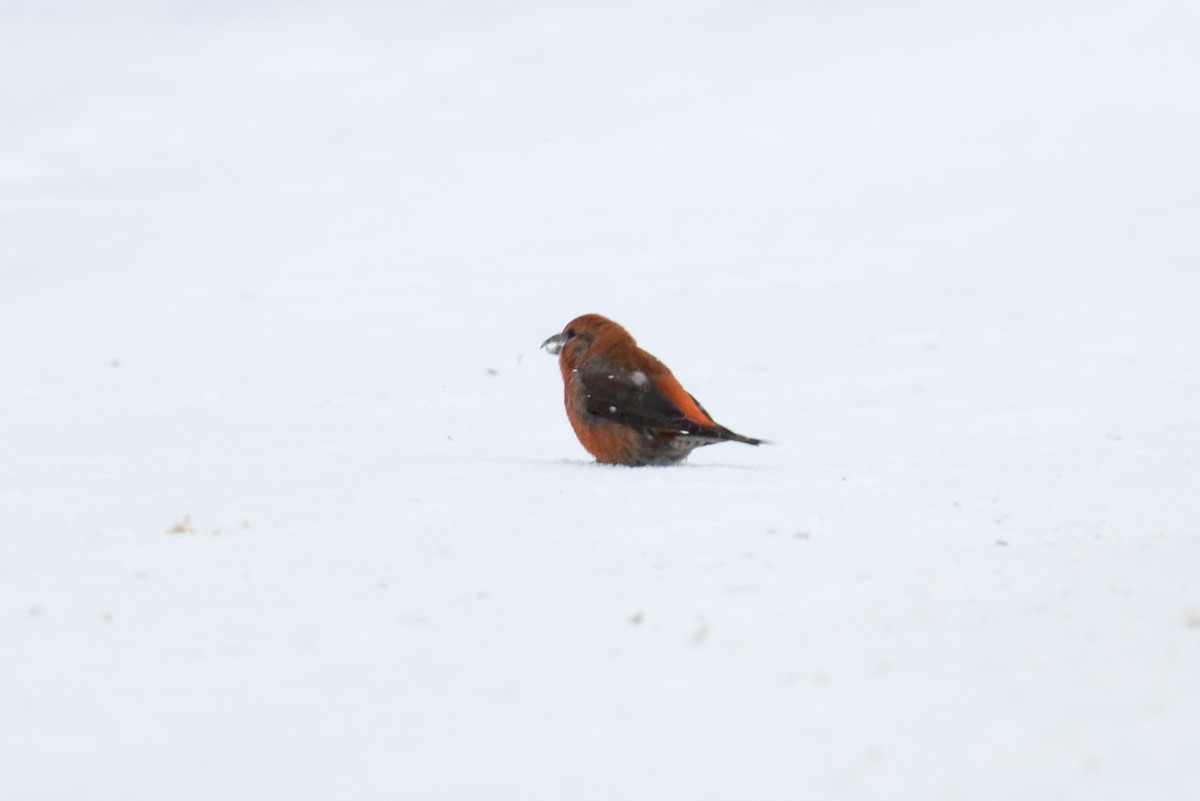 Çaprazgaga - ML650314591