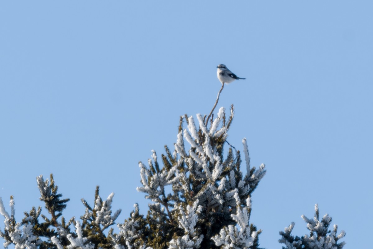 Boreal Örümcekkuşu - ML650314622