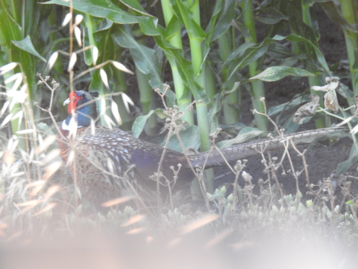 Ring-necked Pheasant - ML650314783