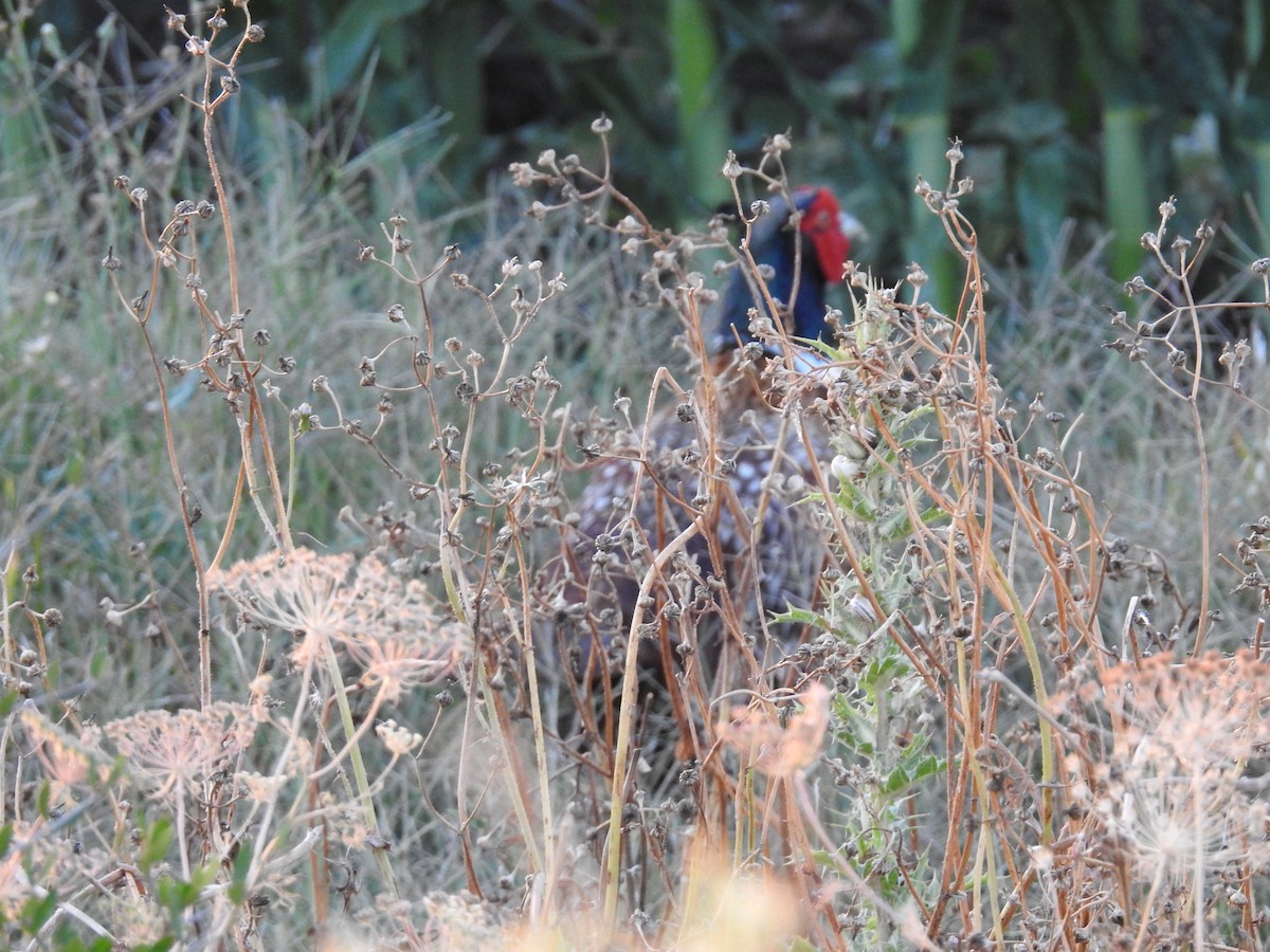 Ring-necked Pheasant - ML650314786