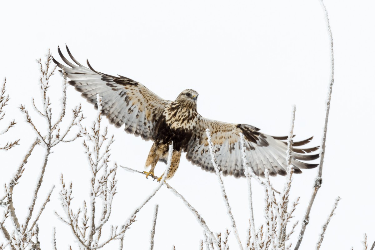 Paçalı Şahin - ML650314833