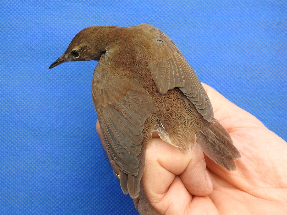 Savi's Warbler - ML650314980