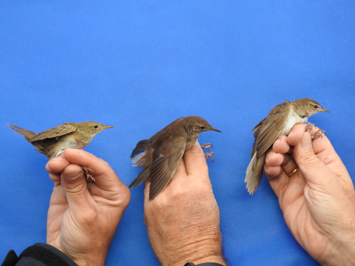 Savi's Warbler - ML650314981