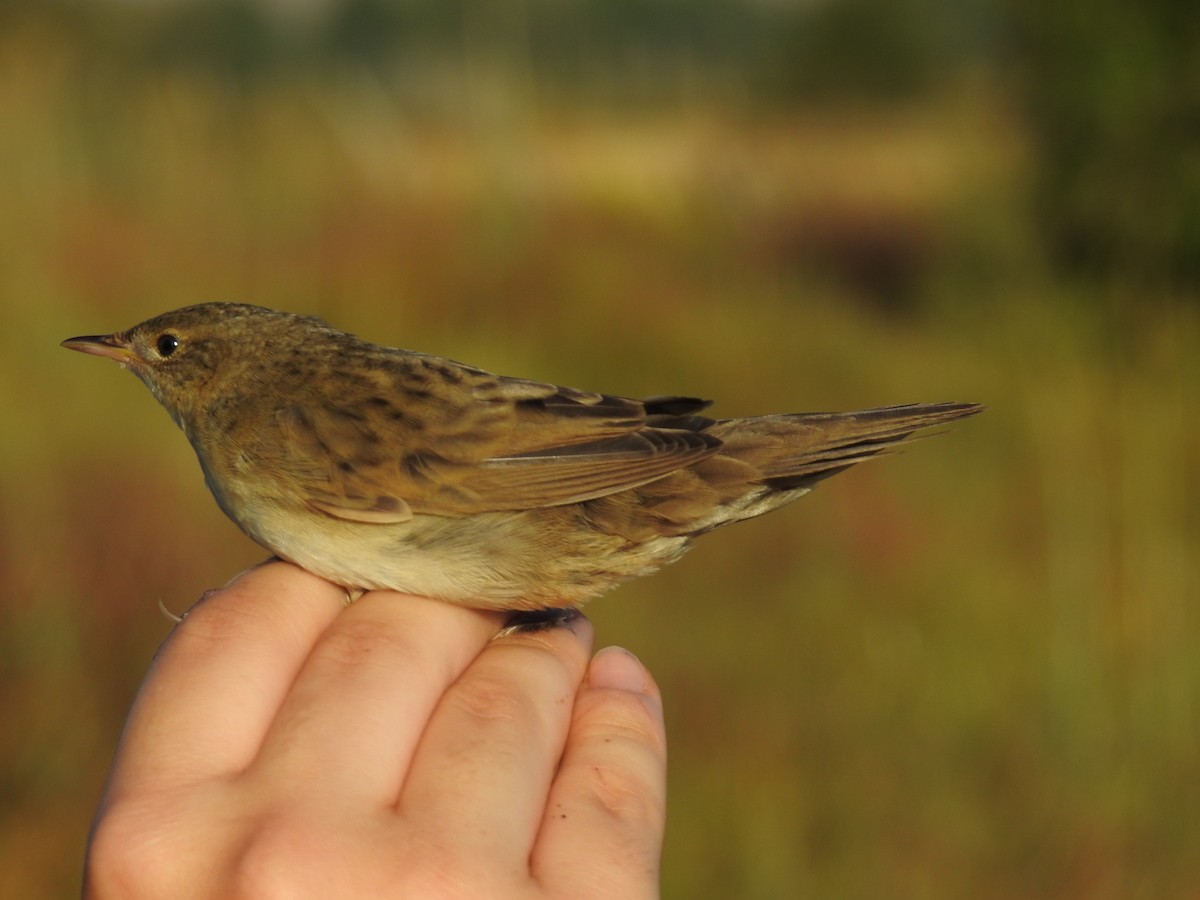 Common Grasshopper Warbler - ML650315008