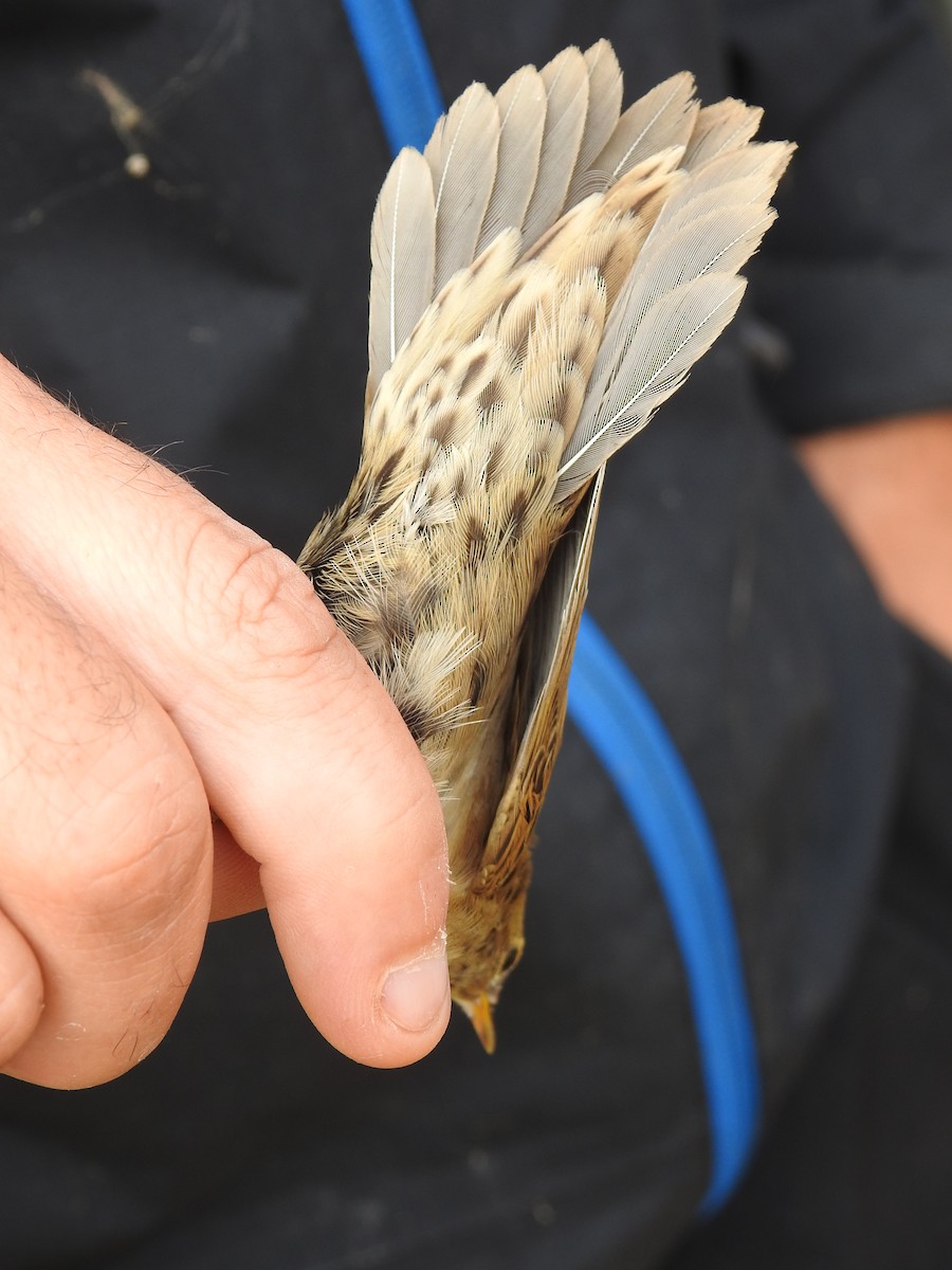 Common Grasshopper Warbler - ML650315009