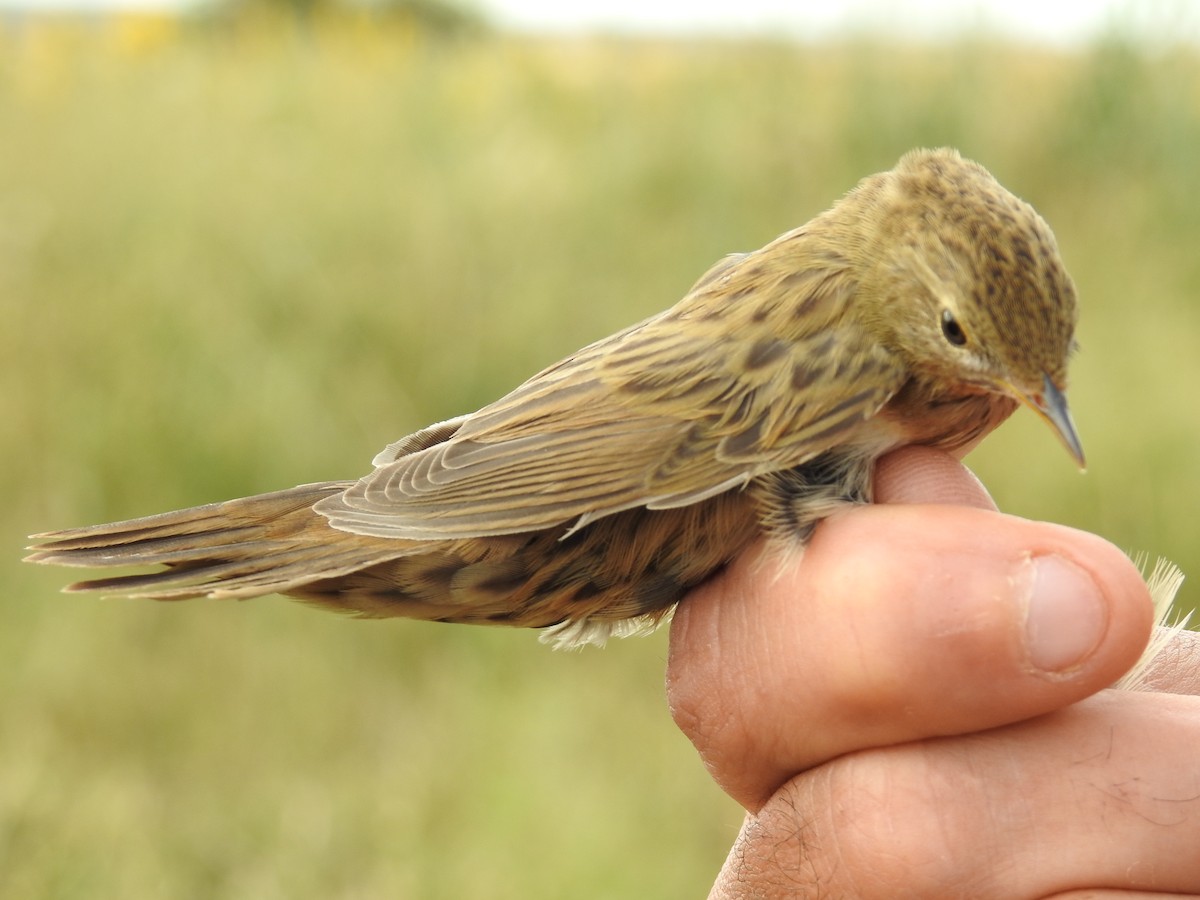 Common Grasshopper Warbler - ML650315010