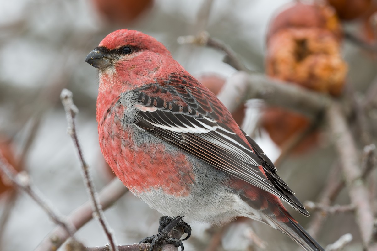 Tayga Çütresi - ML650315019