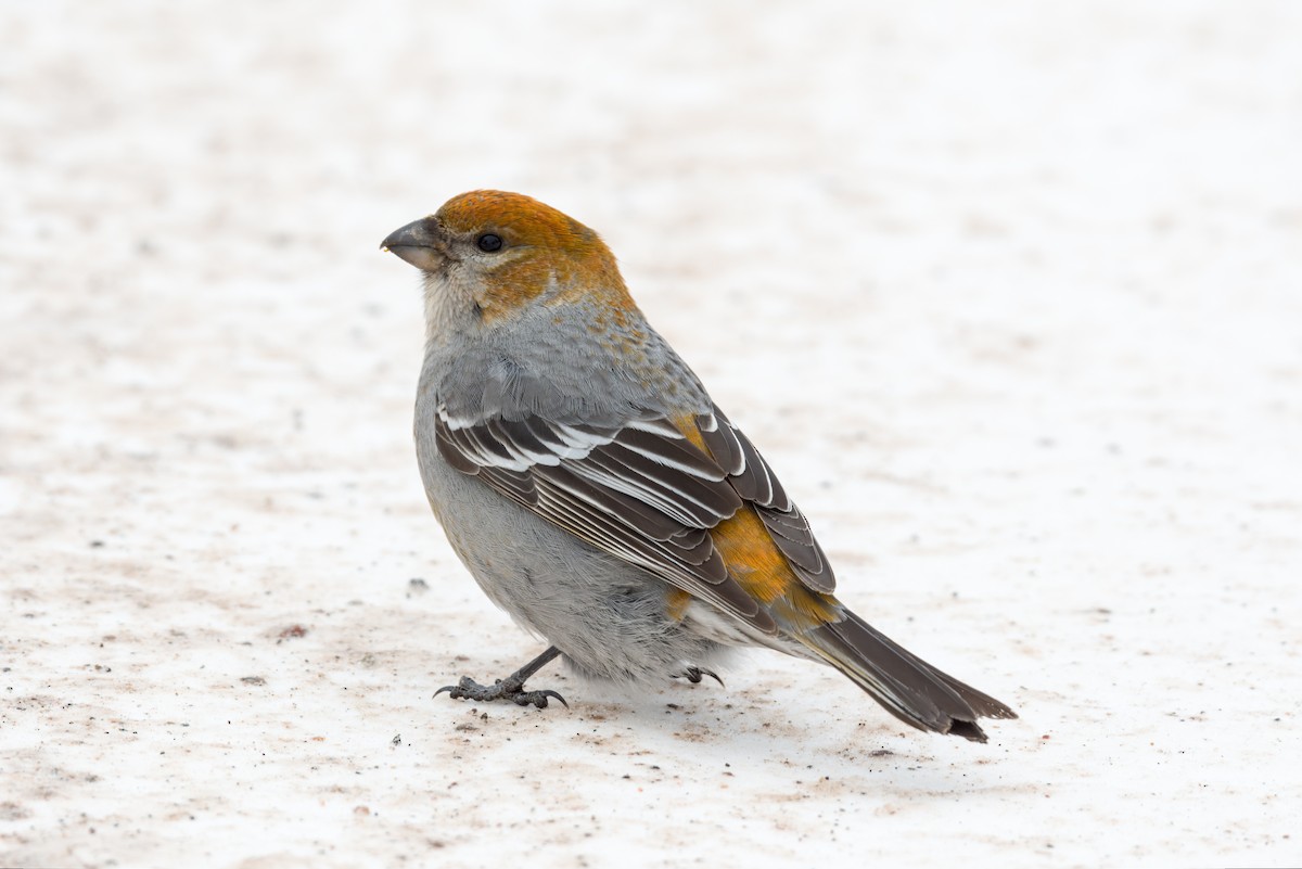 Tayga Çütresi - ML650315020