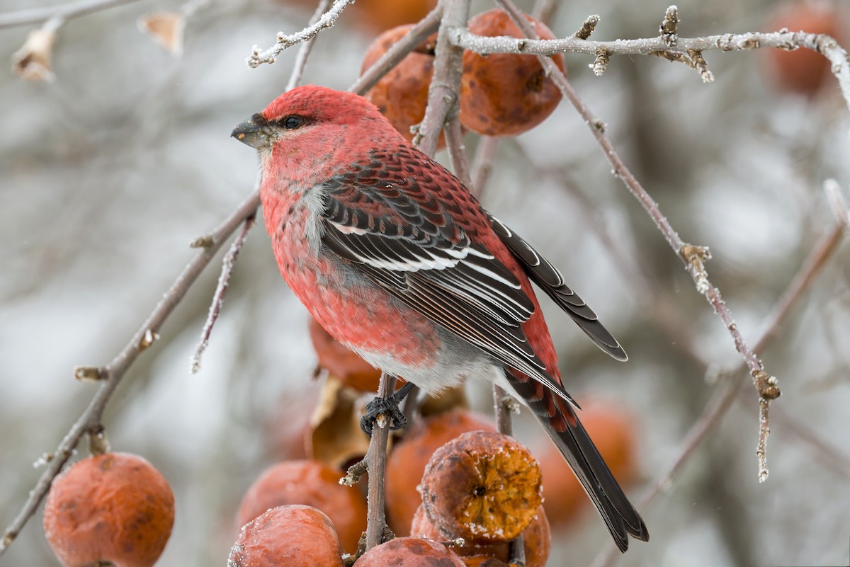 Tayga Çütresi - ML650315021