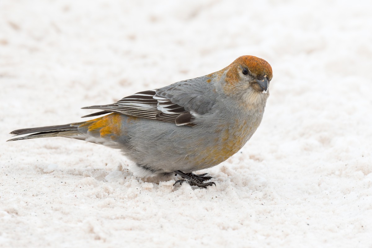 Tayga Çütresi - ML650315022