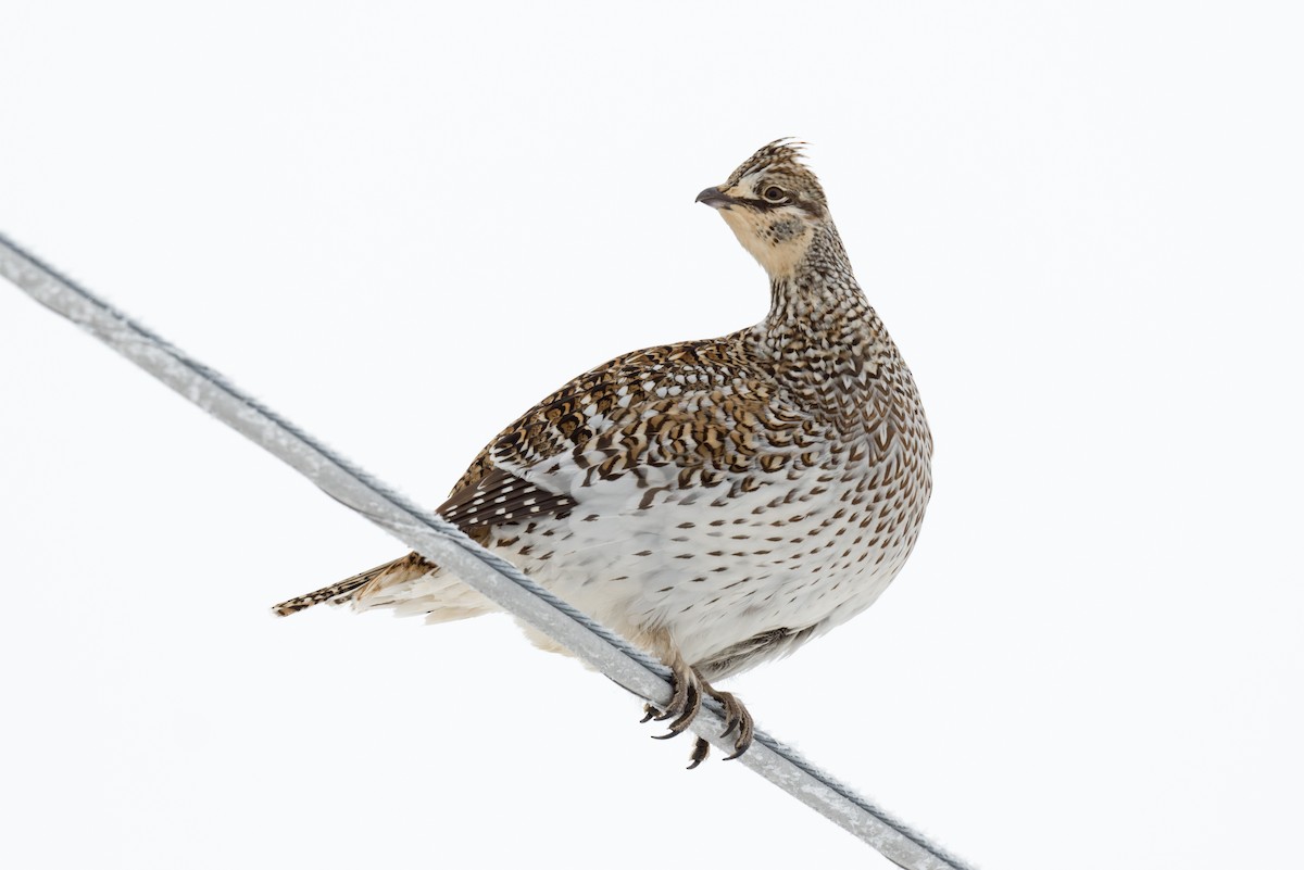 Kılkuyruk Çayır Tavuğu - ML650315121