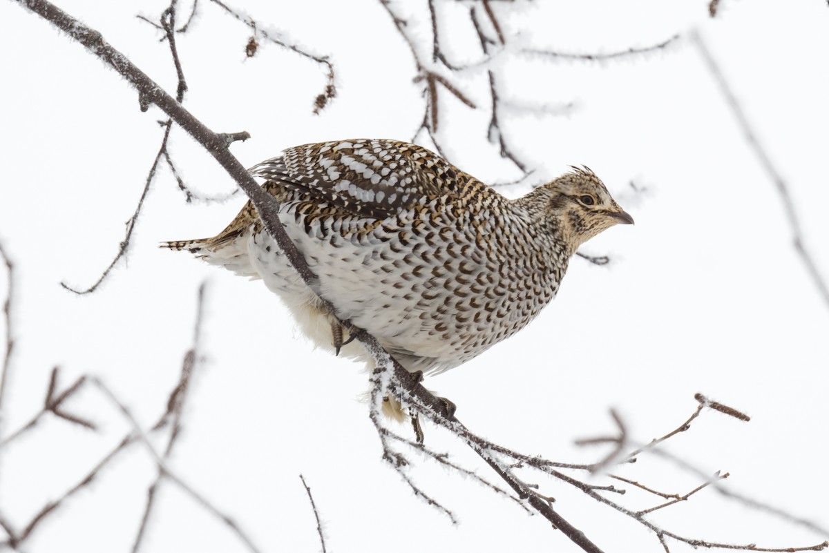 Kılkuyruk Çayır Tavuğu - ML650315127